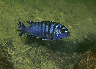 Labidochromis sp. 'lundu blue' Lundu
